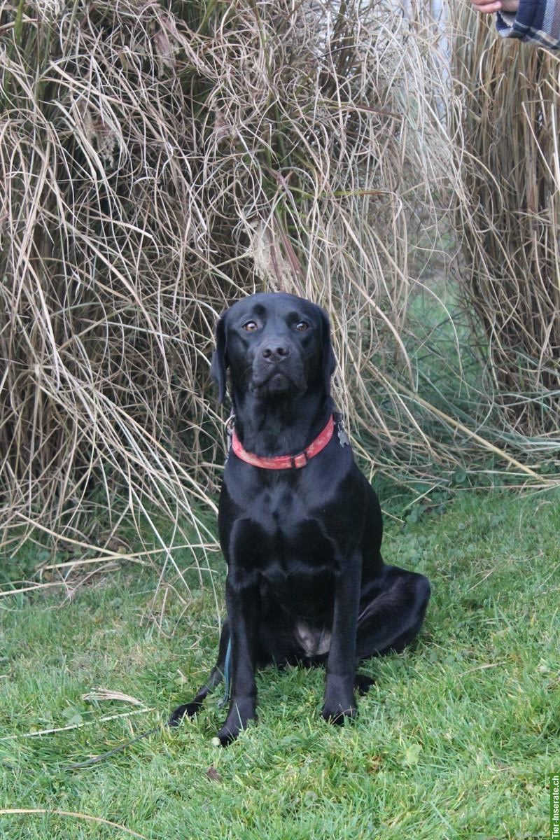 Bild 3: Schwarze Labrador Junghündin