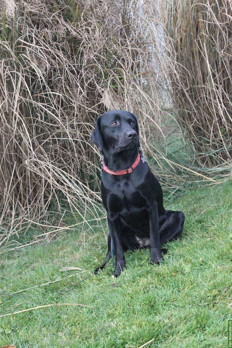 Bild 4: Schwarze Labrador Junghündin