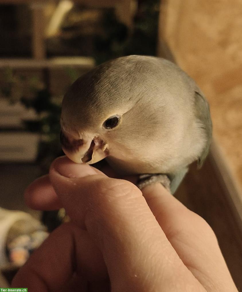 Handzahmer Agapornid abzugeben