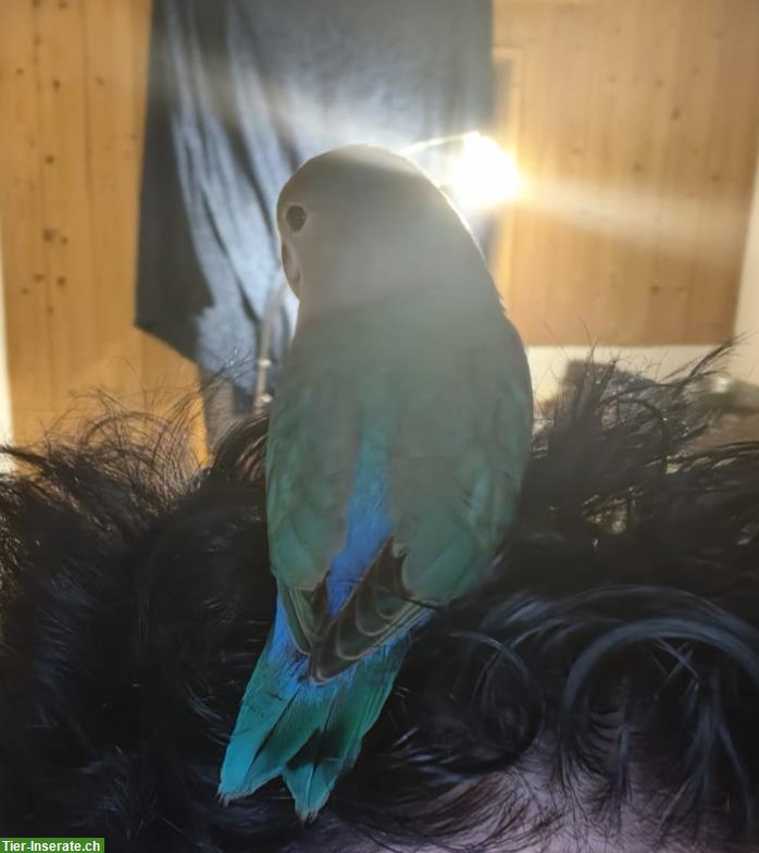 Bild 2: Handzahmer Agapornid abzugeben