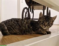 Mix-Kitten, getigerter Kater