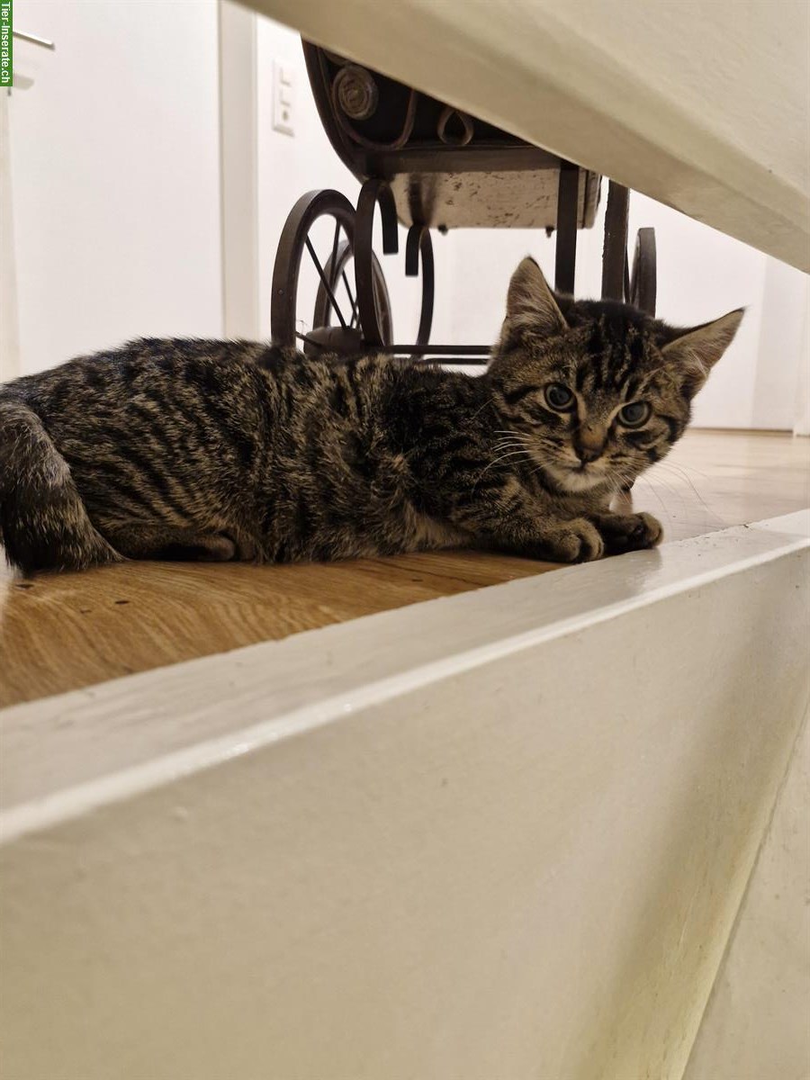 Bild 2: Mix-Kitten, getigerter Kater