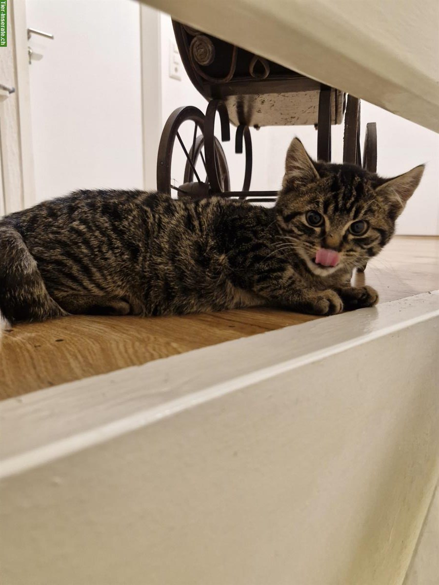 Bild 3: Mix-Kitten, getigerter Kater