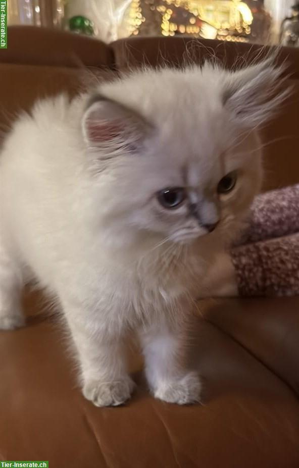 Britisch Kurzhaar Kater und Britisch Langhaar Kater