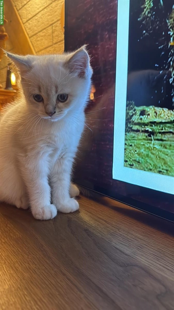 Bild 10: Britisch Kurzhaar Kater und Britisch Langhaar Kater