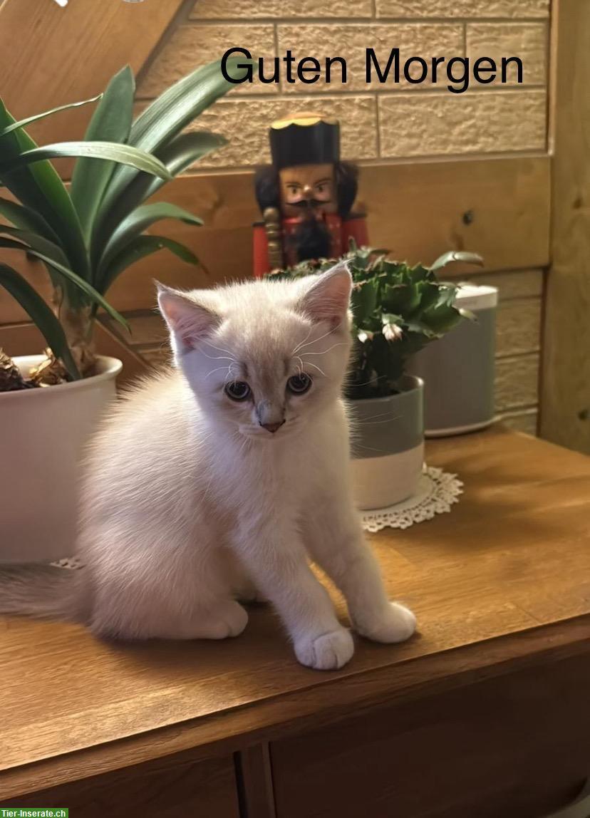 Bild 2: Britisch Kurzhaar Kater und Britisch Langhaar Kater