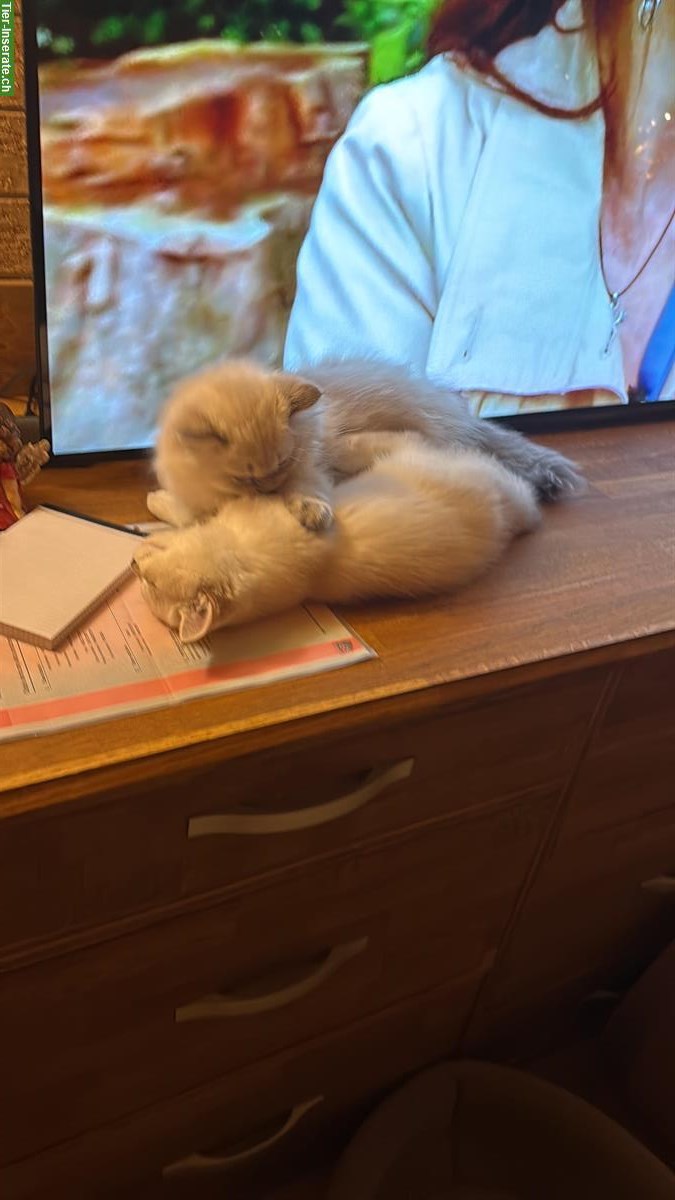 Bild 3: Britisch Kurzhaar Kater und Britisch Langhaar Kater