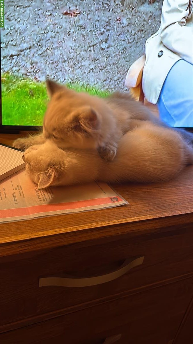 Bild 4: Britisch Kurzhaar Kater und Britisch Langhaar Kater