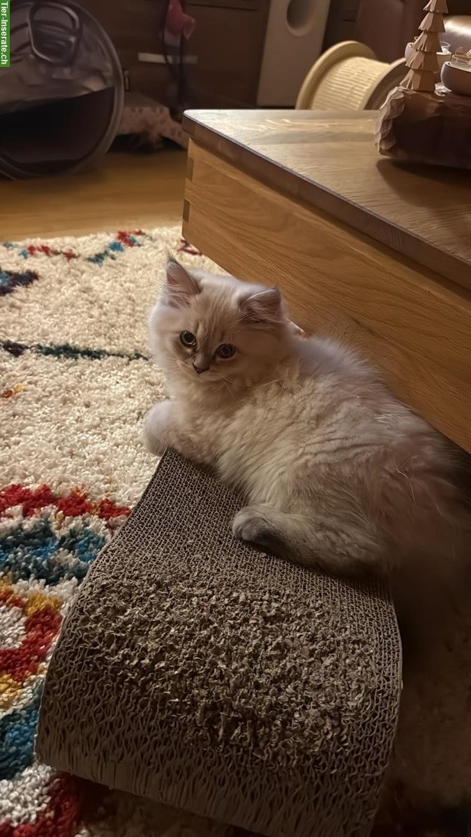 Bild 5: Britisch Kurzhaar Kater und Britisch Langhaar Kater