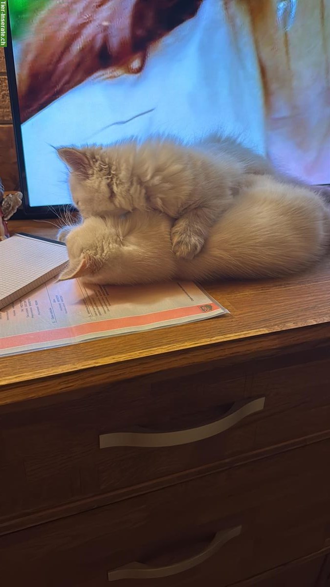 Bild 6: Britisch Kurzhaar Kater und Britisch Langhaar Kater