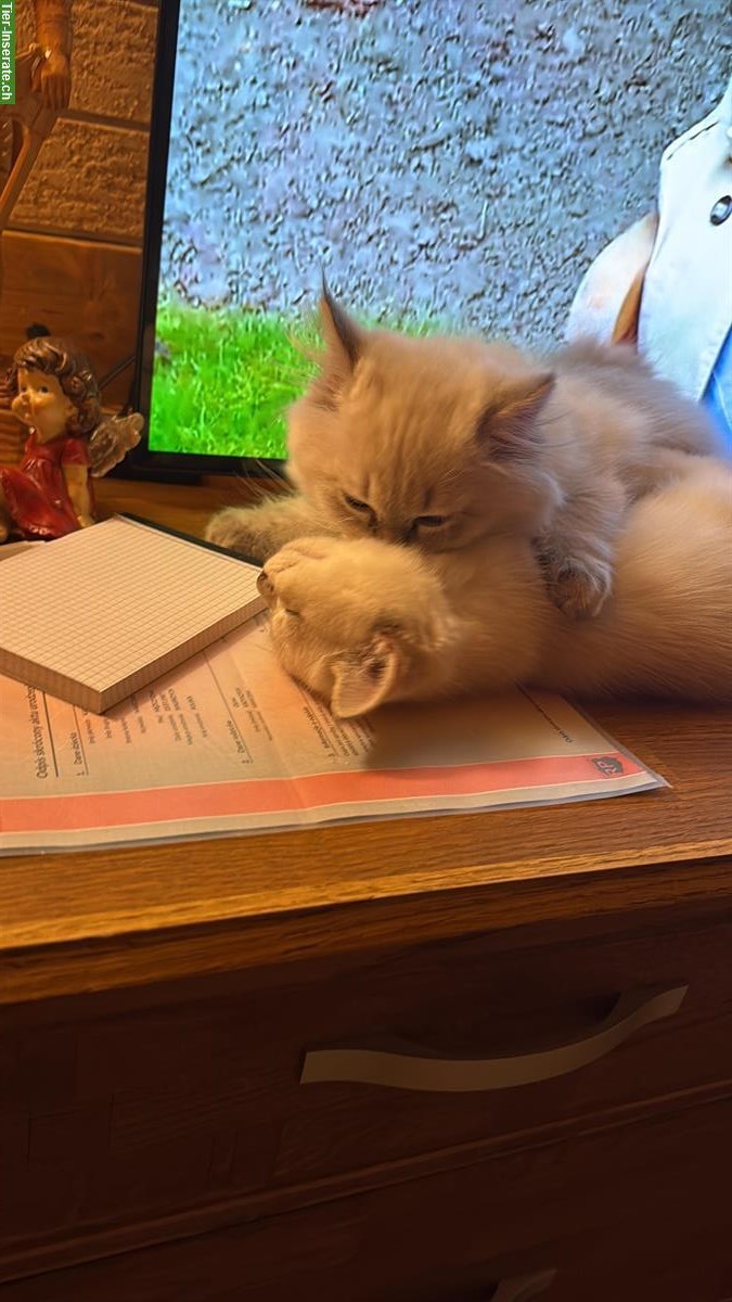 Bild 7: Britisch Kurzhaar Kater und Britisch Langhaar Kater