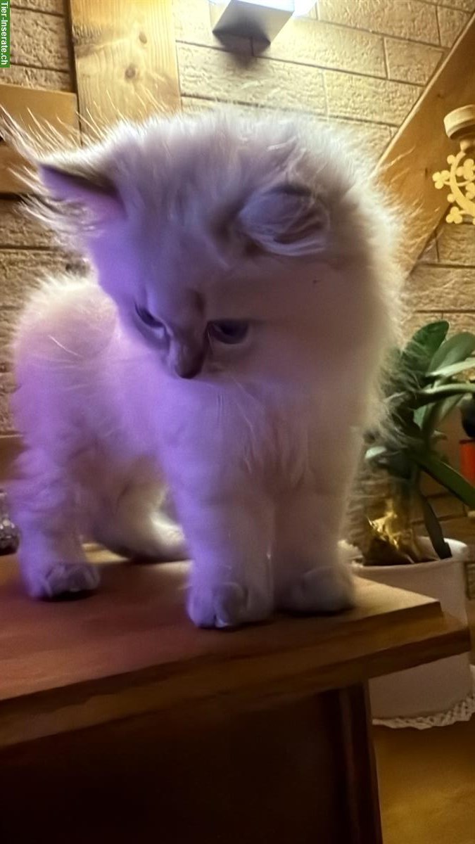 Bild 8: Britisch Kurzhaar Kater und Britisch Langhaar Kater