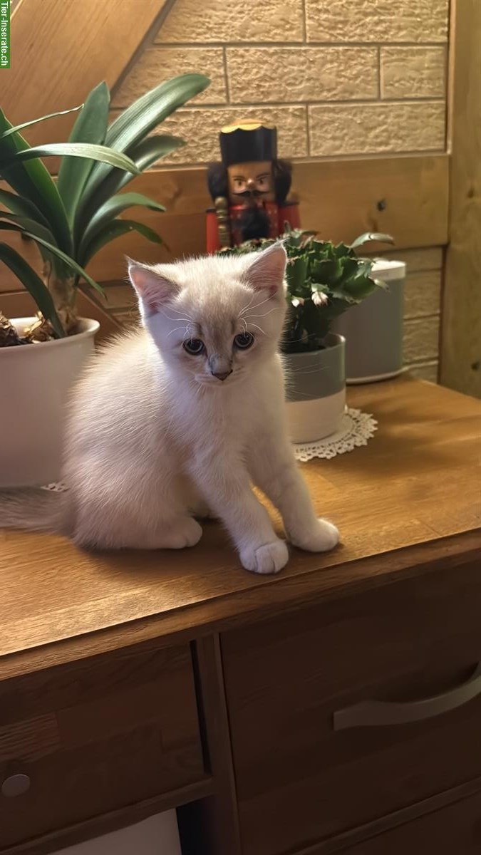 Bild 9: Britisch Kurzhaar Kater und Britisch Langhaar Kater