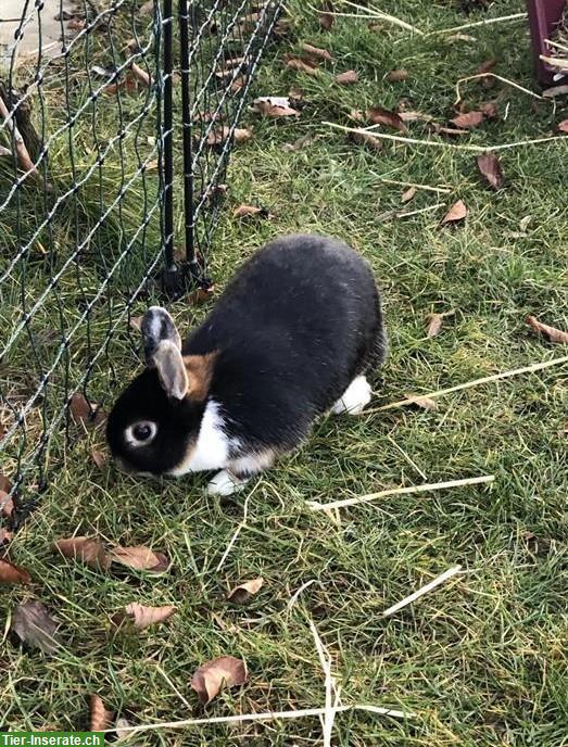 Zwerghase ca. 5-jährig GESUCHT
