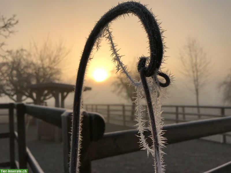 Zeitlich flexible Pferdesitterin GESUCHT