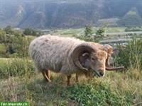 2 Quessant Schafsböcke zu verkaufen