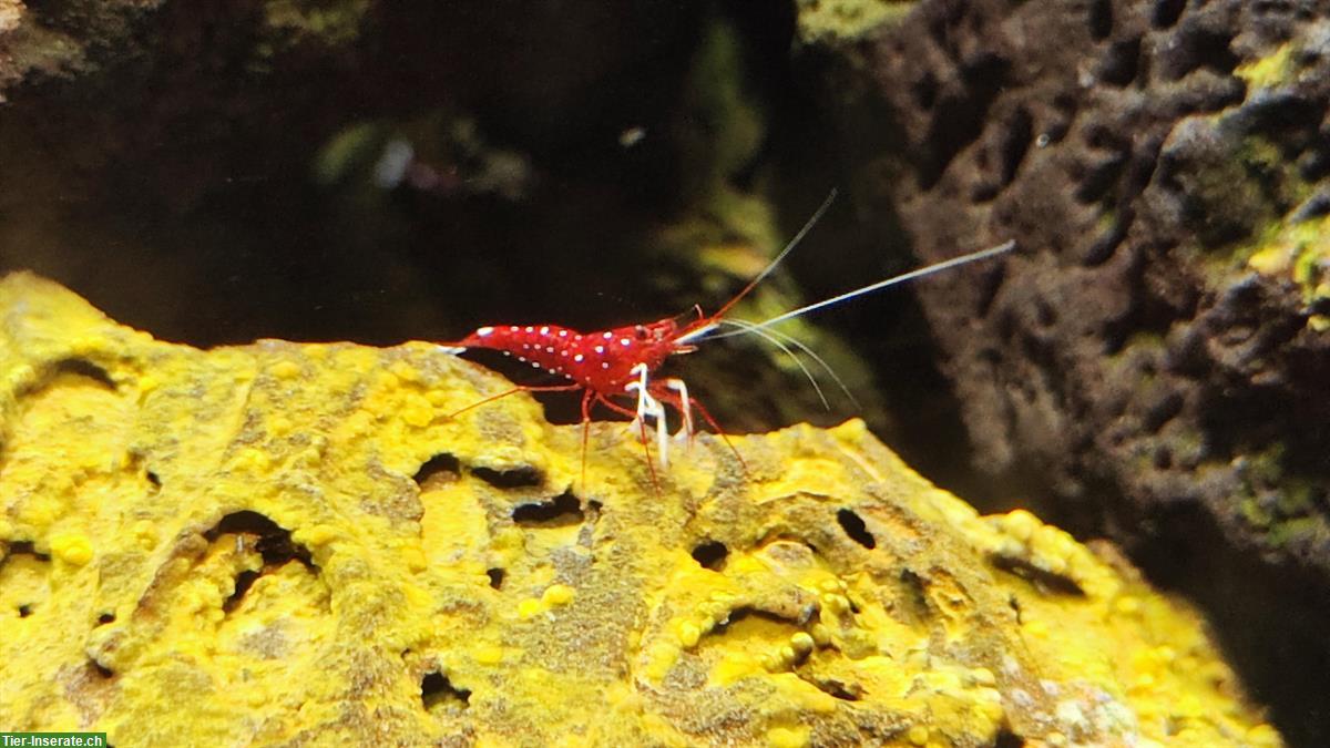 30x Kardinalsgarnelen inkl. komplettem Aquarium und Zubehör