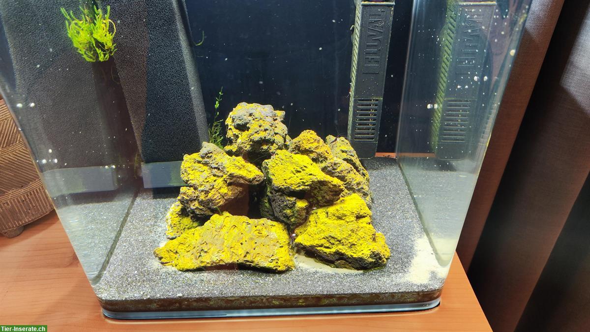 Bild 3: 30x Kardinalsgarnelen inkl. komplettem Aquarium und Zubehör