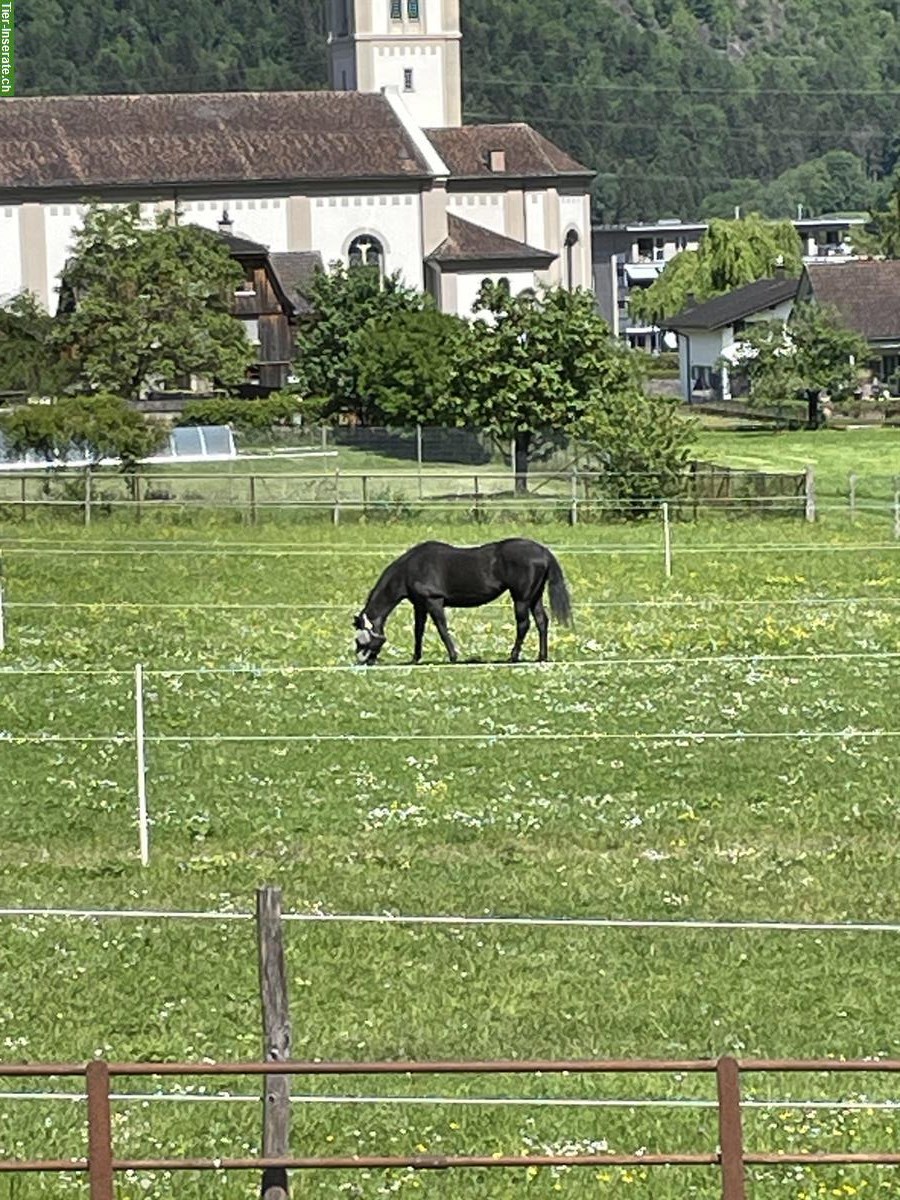 Bild 10: XXL Pferde Auslaufboxe in Flums/Hochwiese
