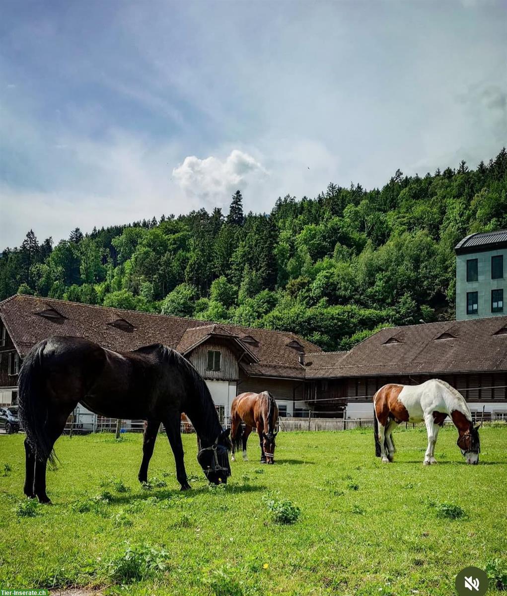 Bild 2: XXL Pferde Auslaufboxe in Flums/Hochwiese