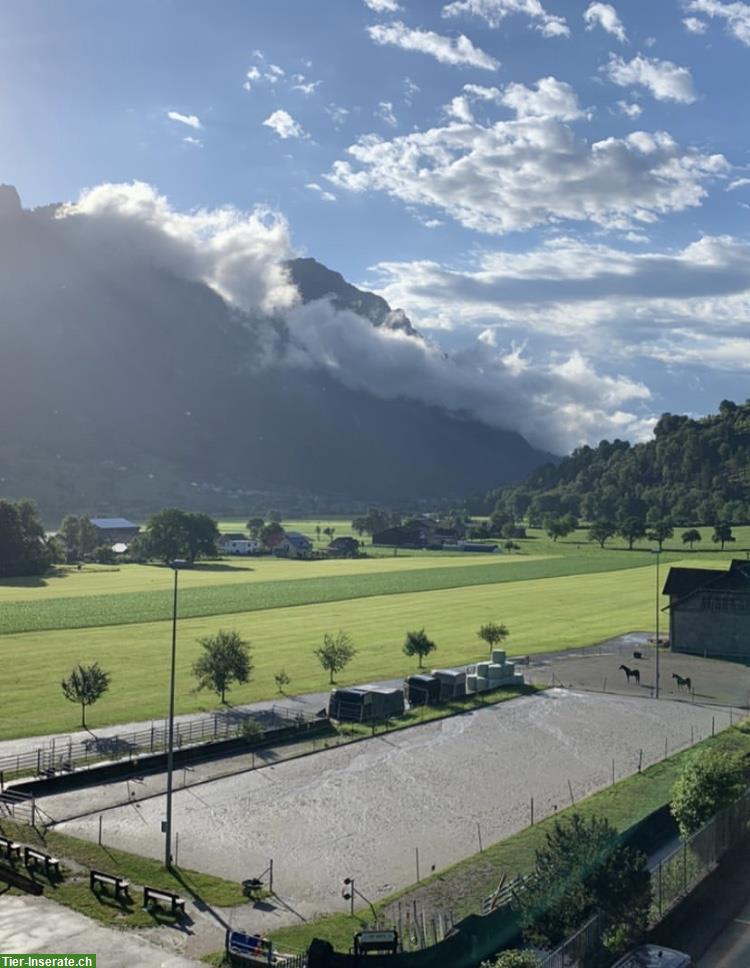 Bild 3: XXL Pferde Auslaufboxe in Flums/Hochwiese