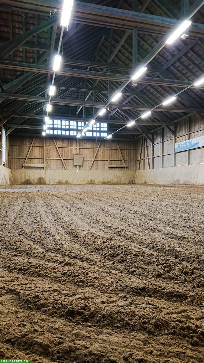 Bild 5: XXL Pferde Auslaufboxe in Flums/Hochwiese