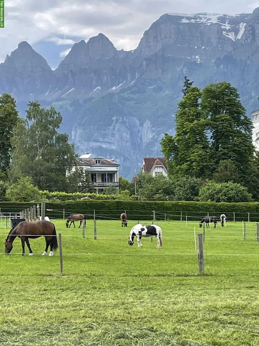 Bild 8: XXL Pferde Auslaufboxe in Flums/Hochwiese