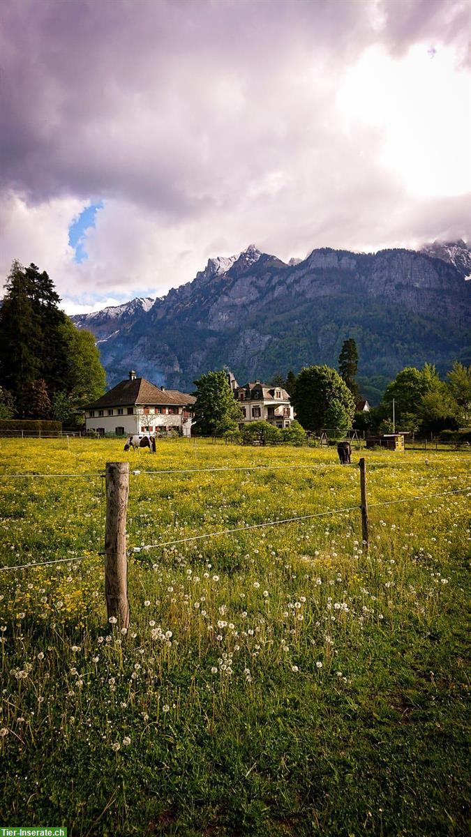 Bild 9: XXL Pferde Auslaufboxe in Flums/Hochwiese