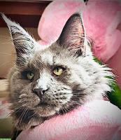 Deckkater Maine Coon Willow in blue