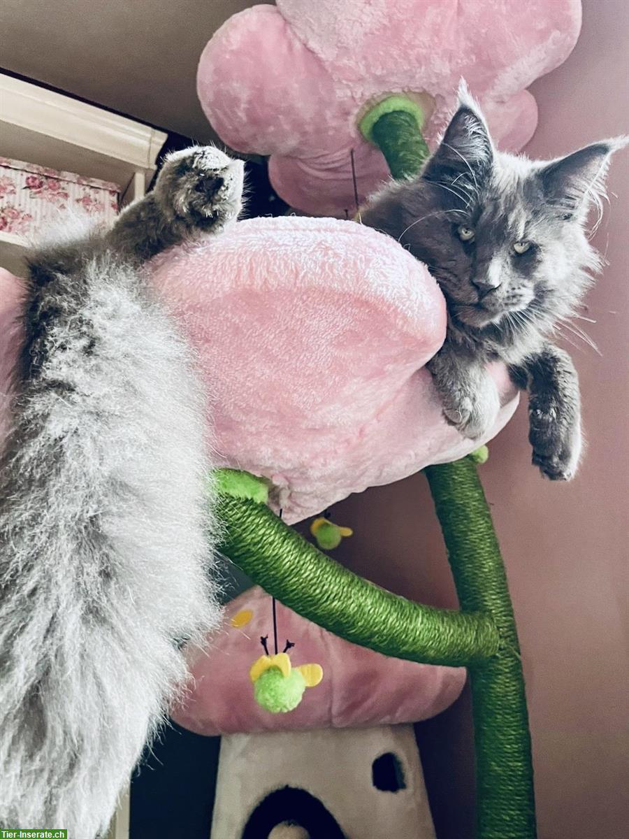 Bild 2: Deckkater Maine Coon Willow in blue