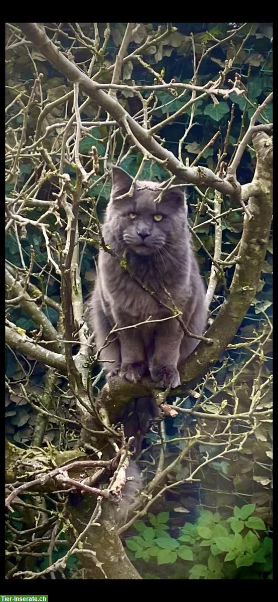 Bild 3: Deckkater Maine Coon Willow in blue