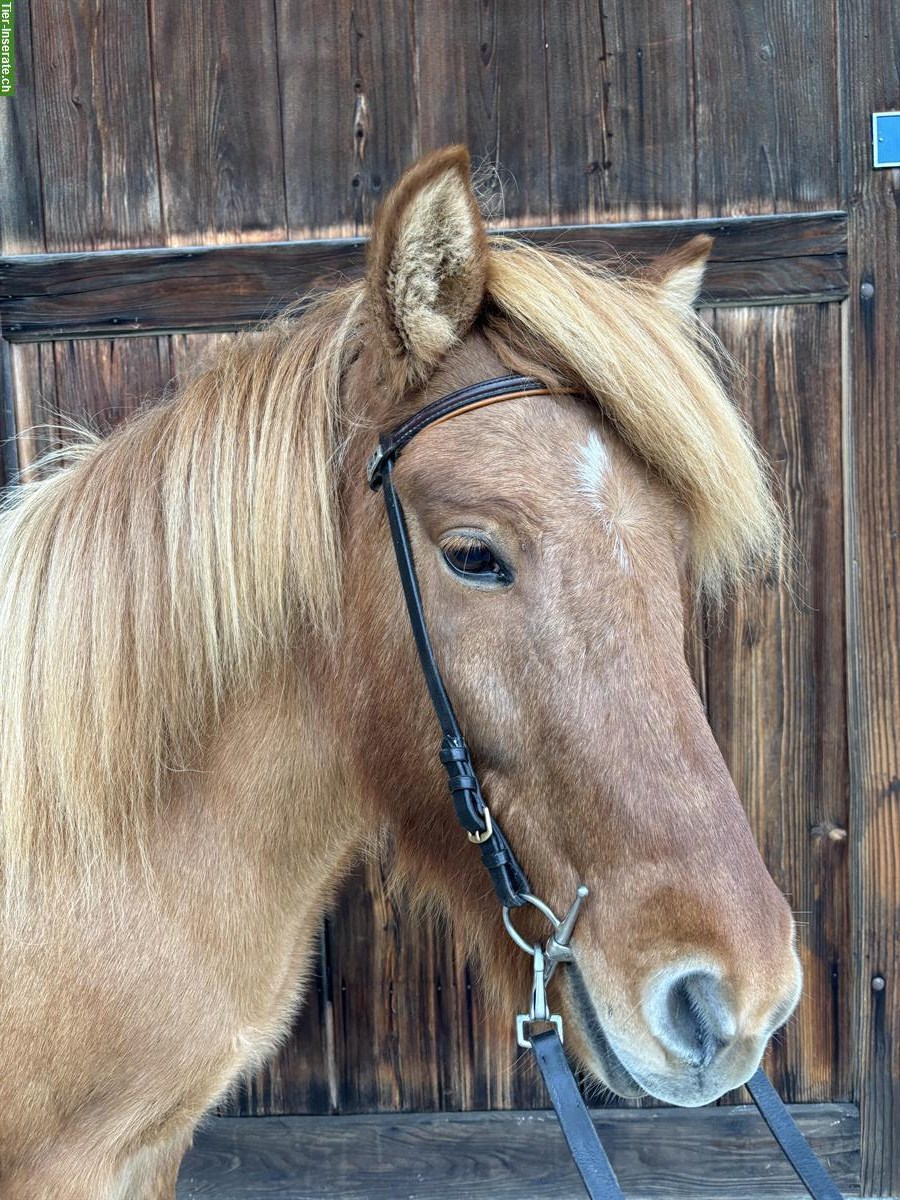 Extrovertierte Islandstute sucht neuen Lebensplatz