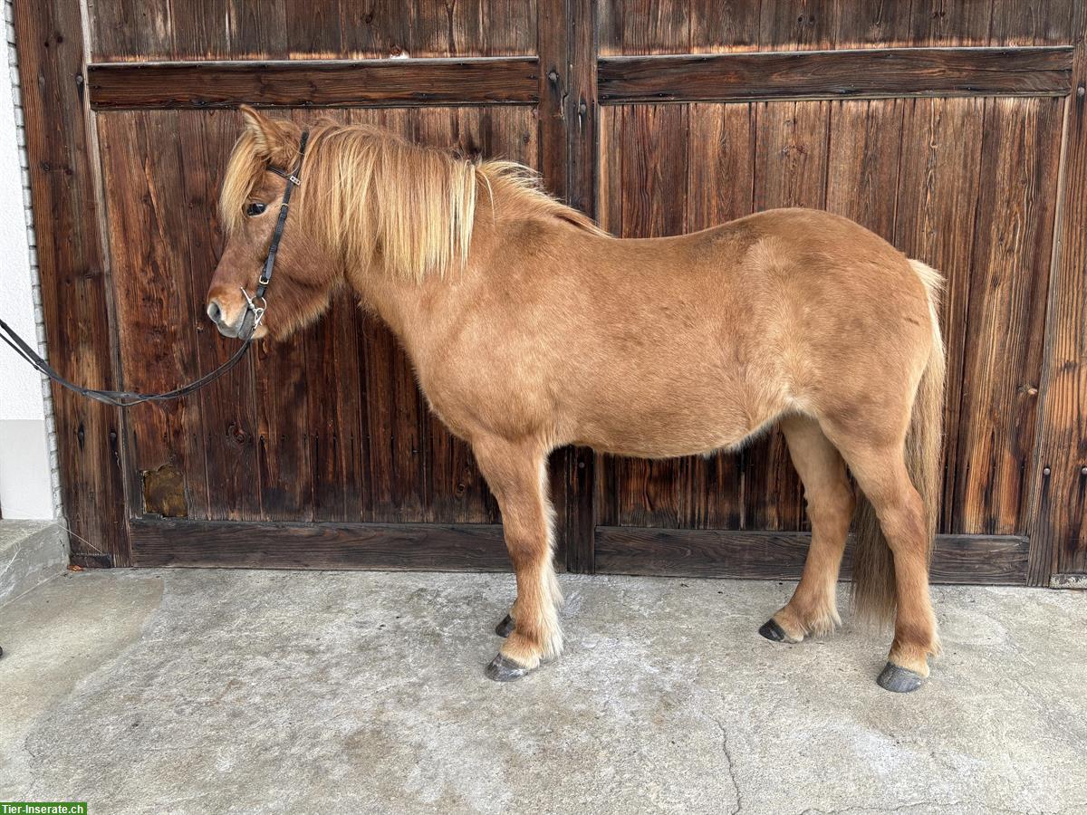 Bild 2: Extrovertierte Islandstute sucht neuen Lebensplatz