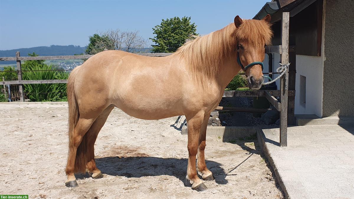 Bild 4: Extrovertierte Islandstute sucht neuen Lebensplatz