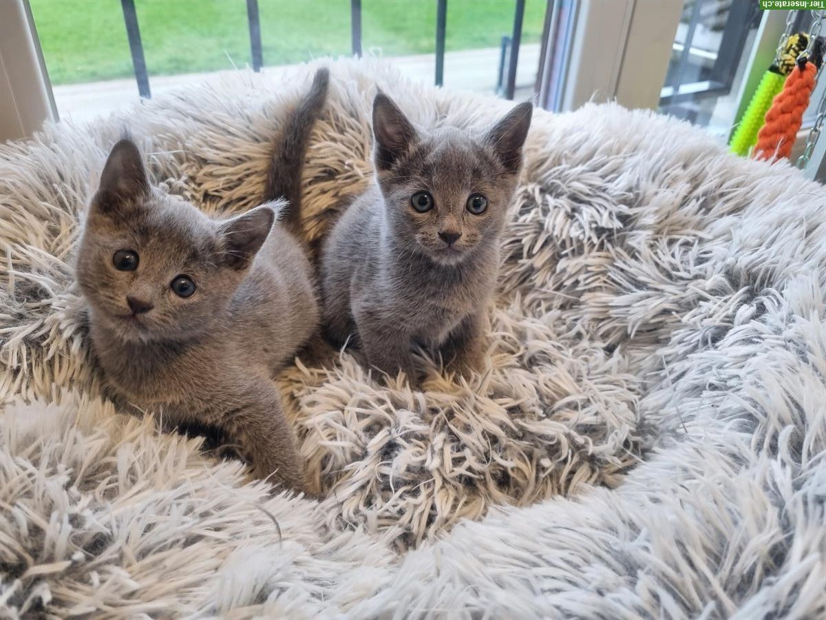 Russisch Blau Kitten mit Stammbaum vom Zwärgehüsli