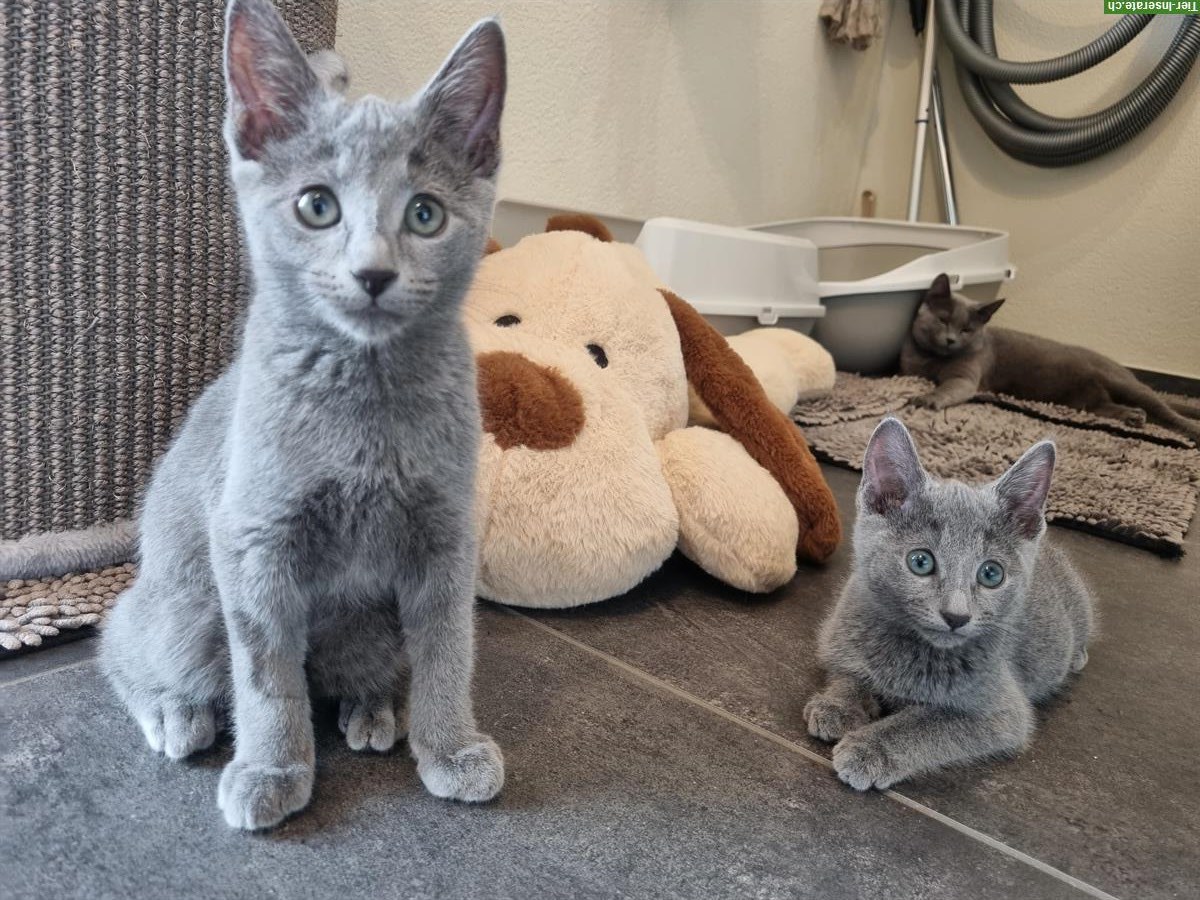 Bild 10: Russisch Blau Kitten mit Stammbaum vom Zwärgehüsli