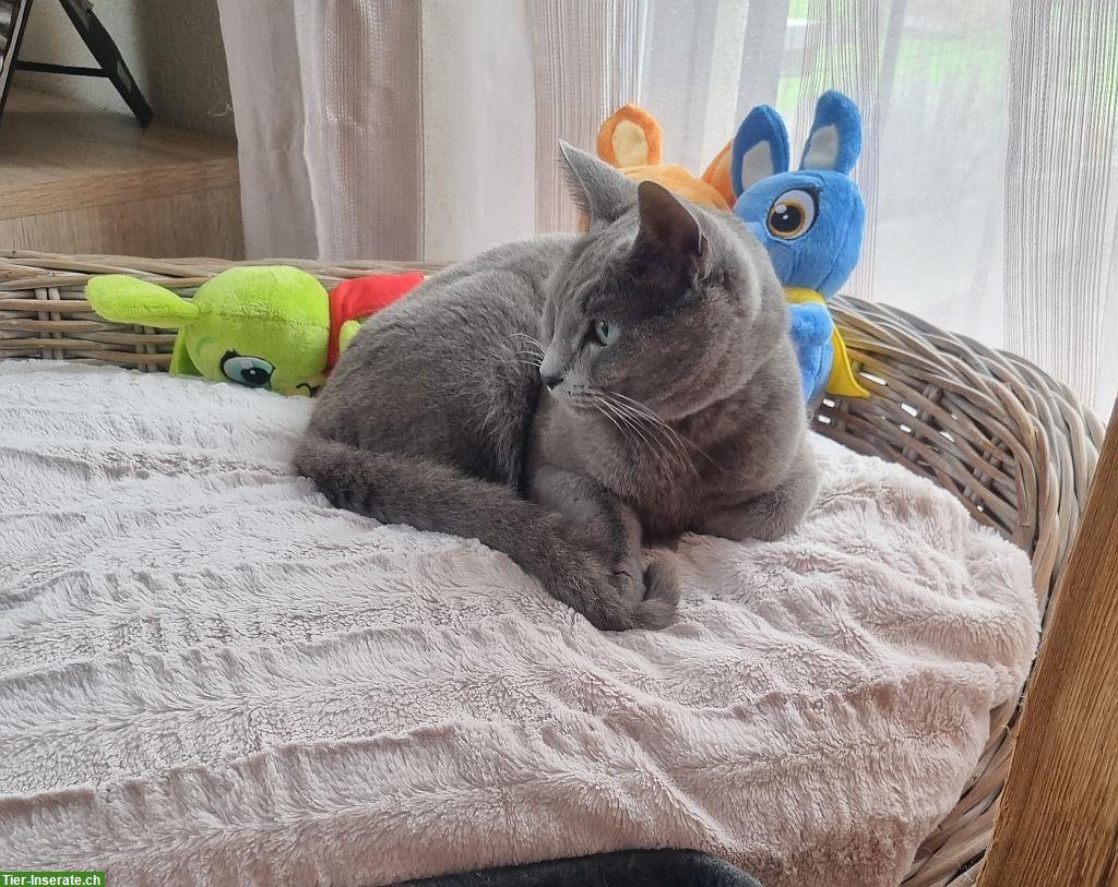 Bild 2: Russisch Blau Kitten mit Stammbaum vom Zwärgehüsli