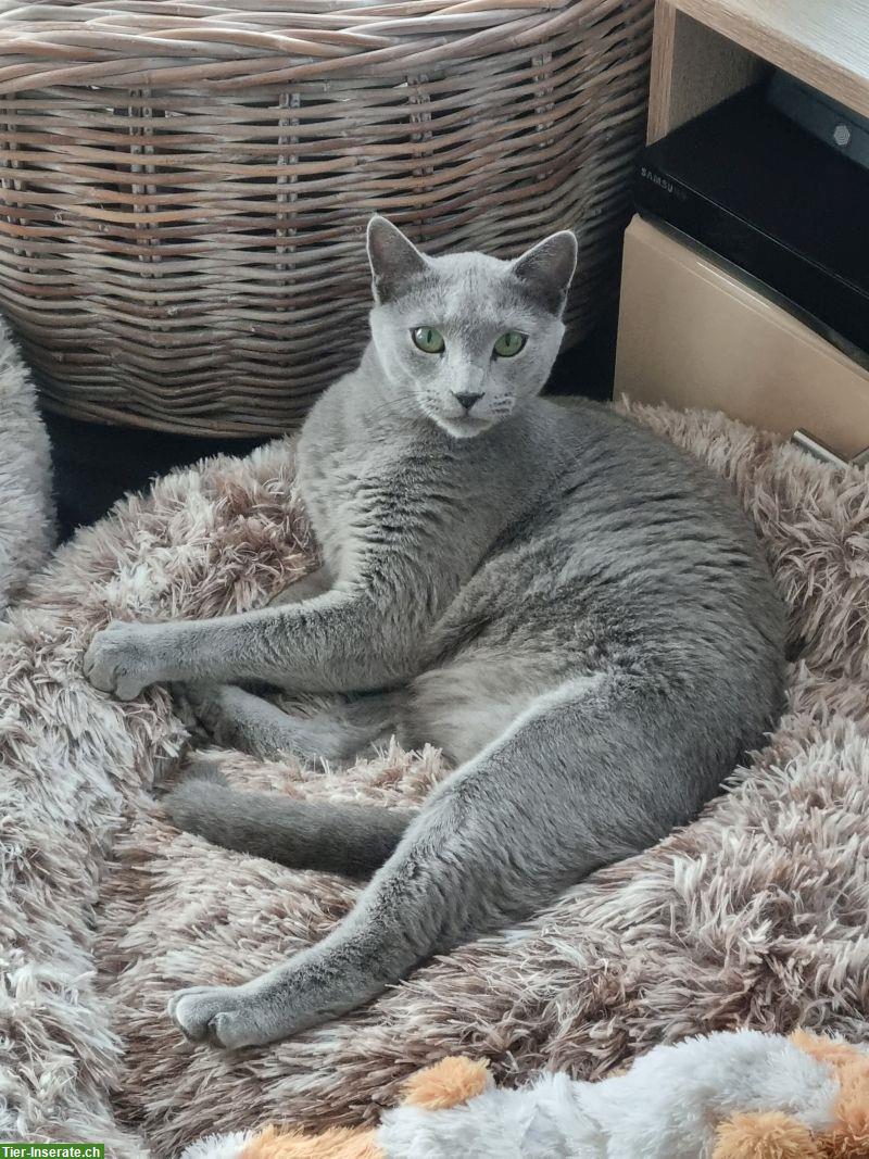 Bild 3: Russisch Blau Kitten mit Stammbaum vom Zwärgehüsli