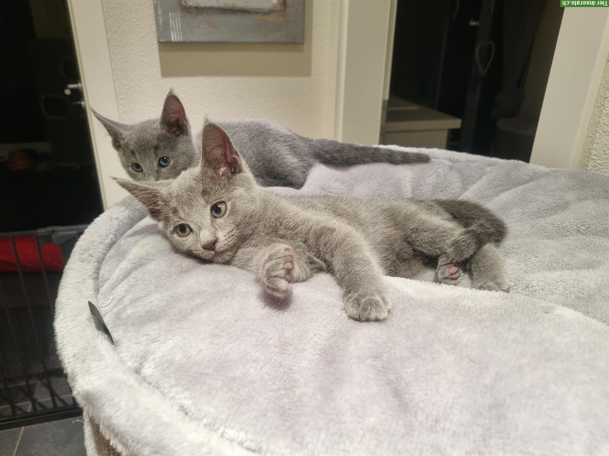 Bild 4: Russisch Blau Kitten mit Stammbaum vom Zwärgehüsli