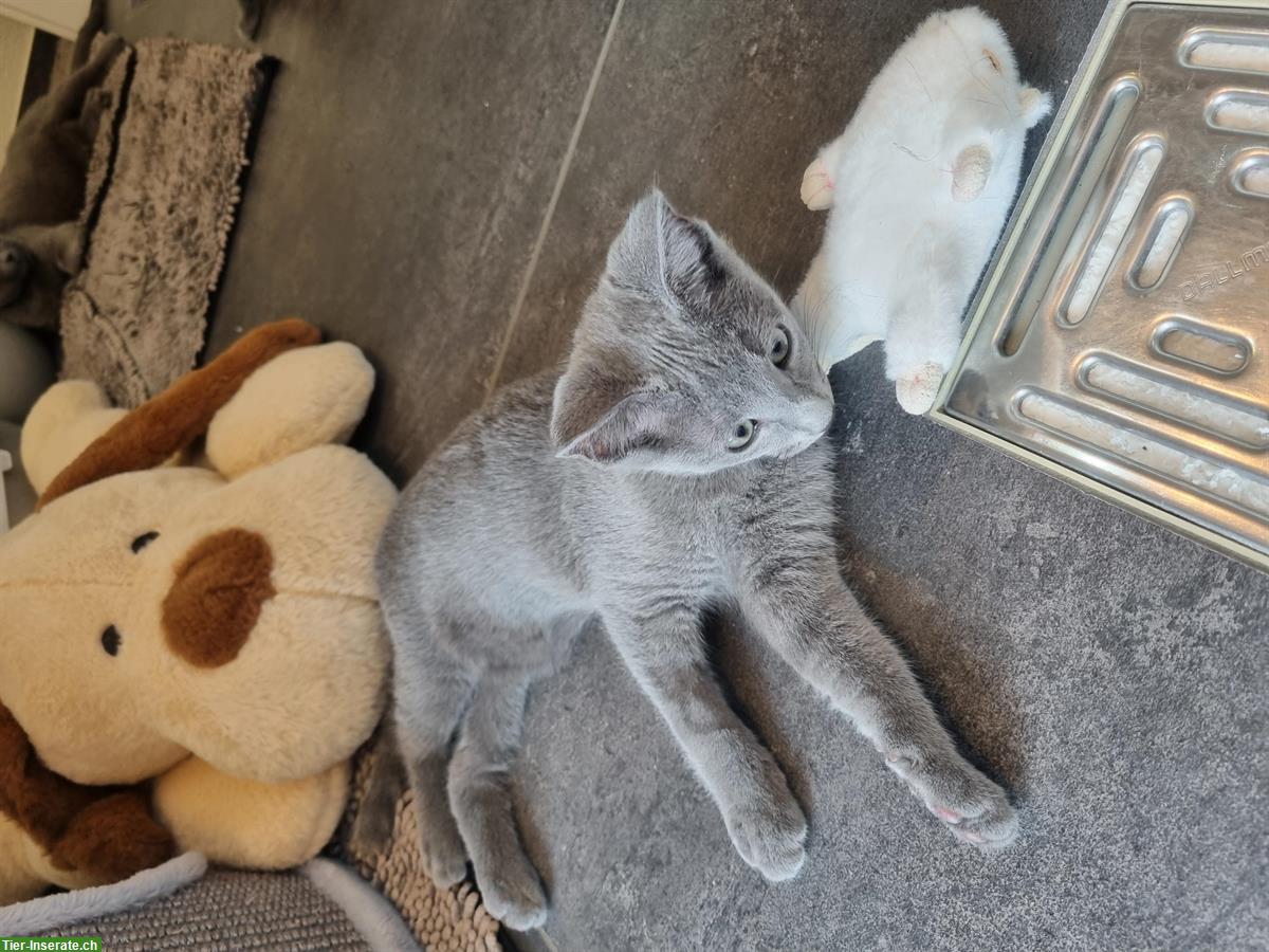 Bild 5: Russisch Blau Kitten mit Stammbaum vom Zwärgehüsli