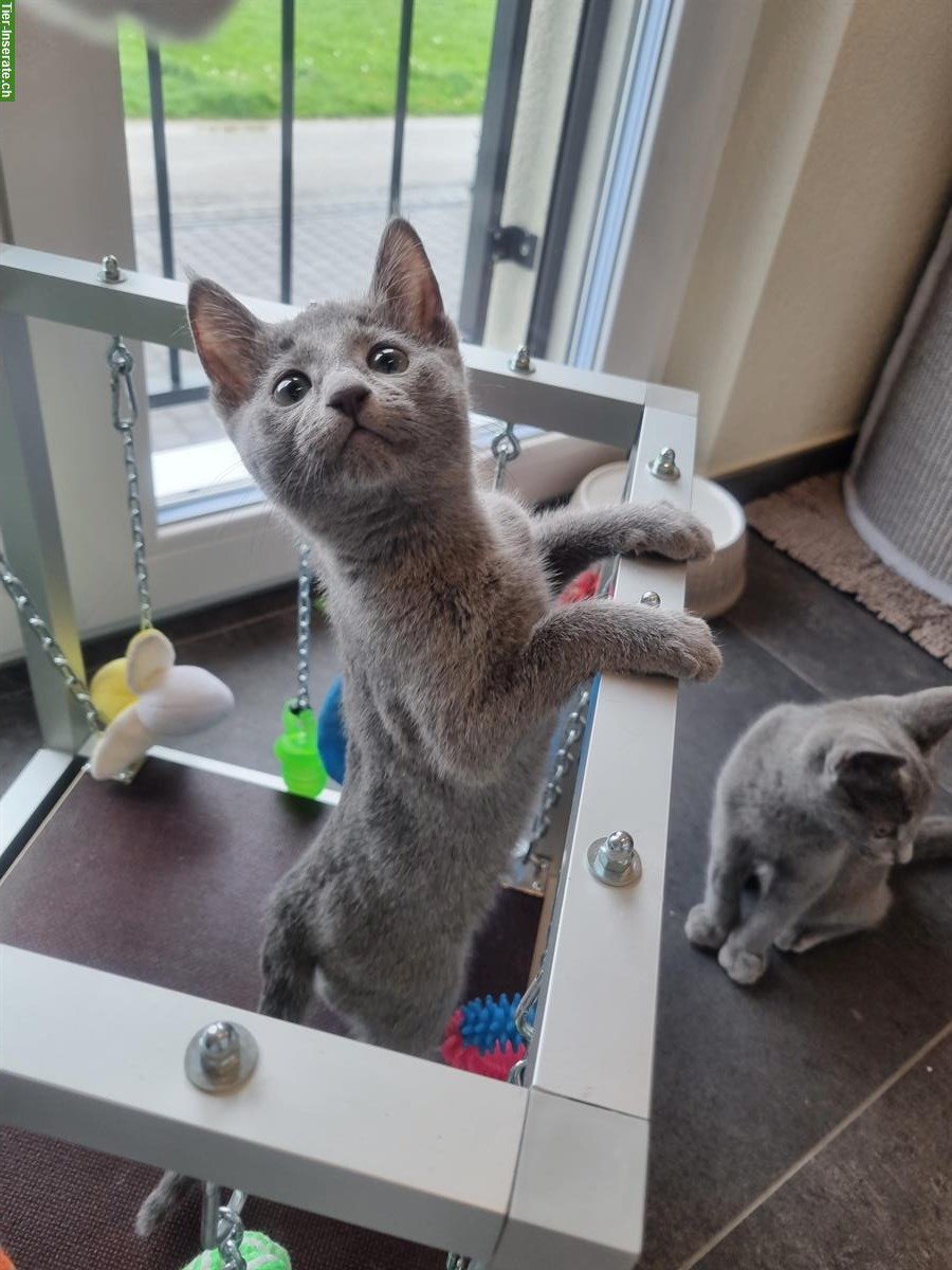 Bild 6: Russisch Blau Kitten mit Stammbaum vom Zwärgehüsli