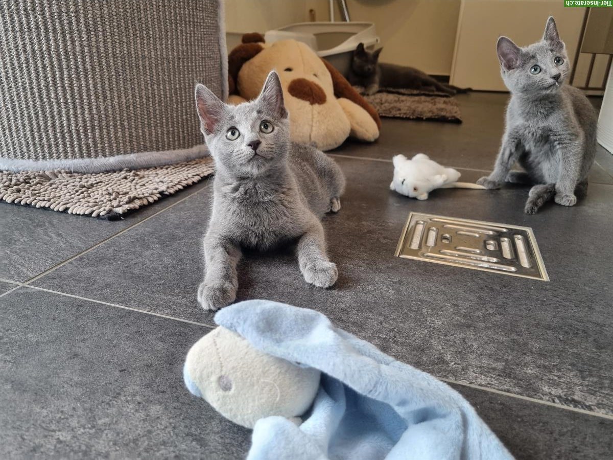 Bild 7: Russisch Blau Kitten mit Stammbaum vom Zwärgehüsli