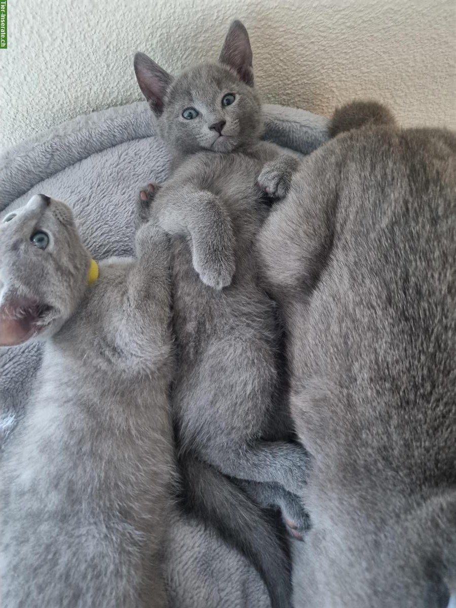 Bild 8: Russisch Blau Kitten mit Stammbaum vom Zwärgehüsli