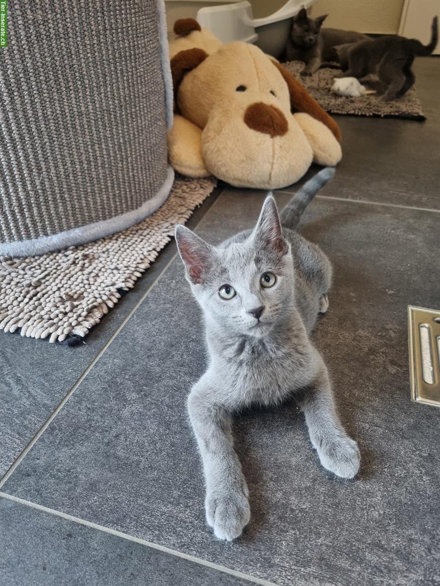 Bild 9: Russisch Blau Kitten mit Stammbaum vom Zwärgehüsli