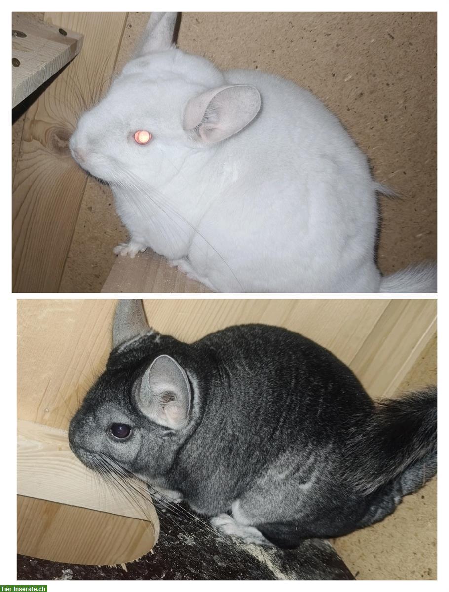 2 Chinchilla Böcke (unkastriert), grau und weiss/albino