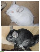 2 Chinchilla Böcke (unkastriert), grau und weiss/albino
