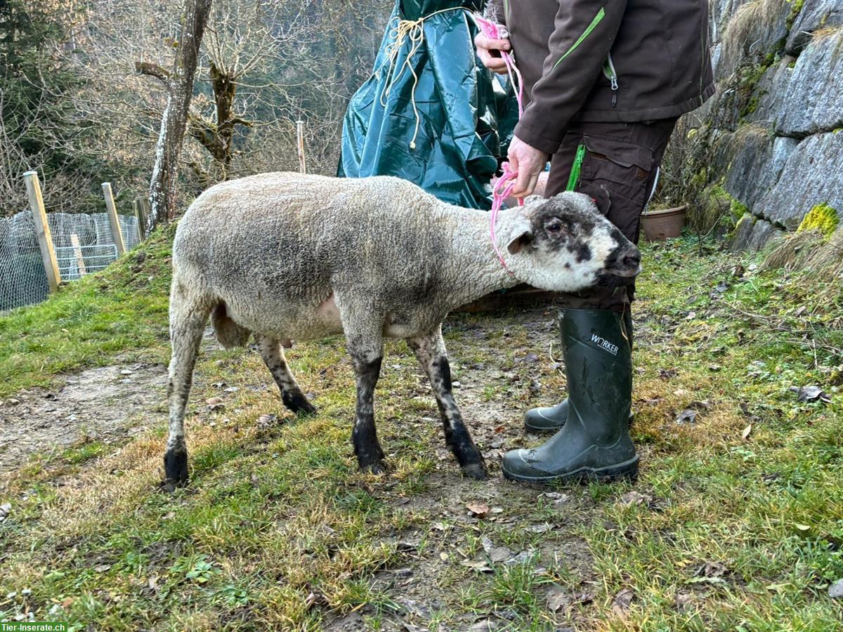 Texel x SBS Schafbock zu verkaufen