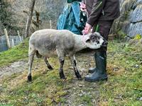 Texel x SBS Schafbock zu verkaufen