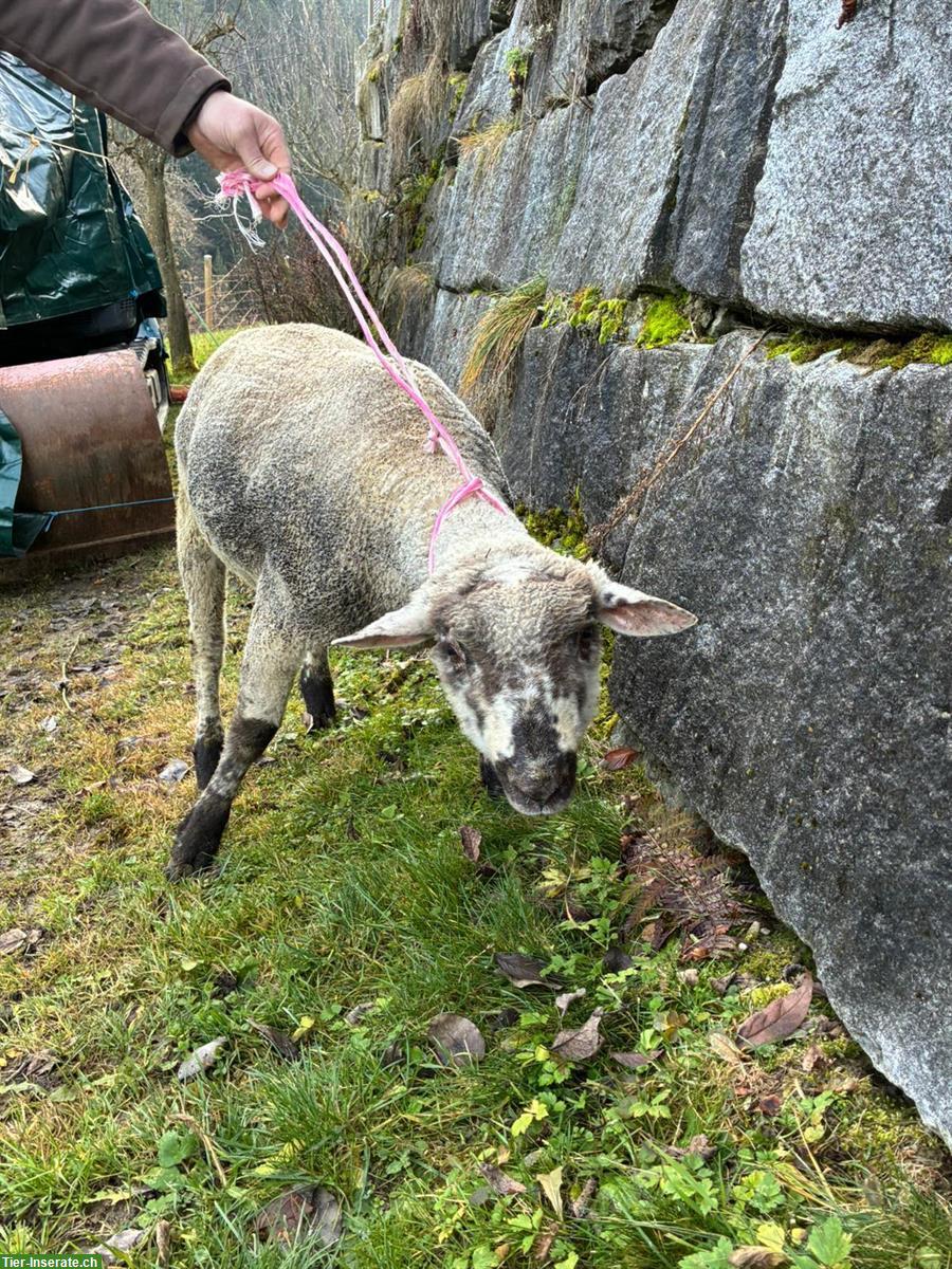 Bild 2: Texel x SBS Schafbock zu verkaufen