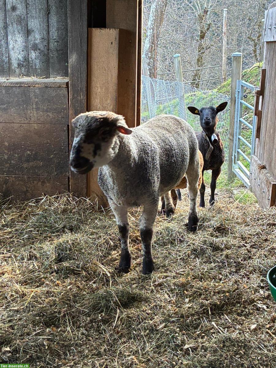 Bild 3: Texel x SBS Schafbock zu verkaufen